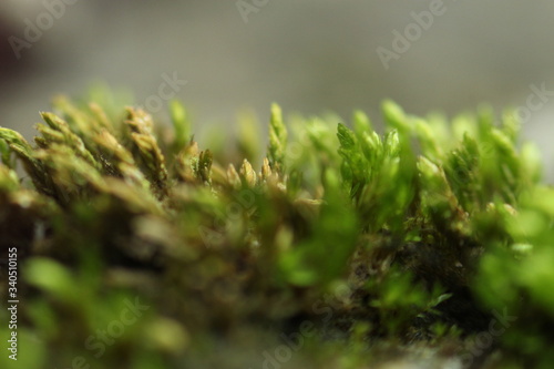 Beautiful nature and its different macro living forms 