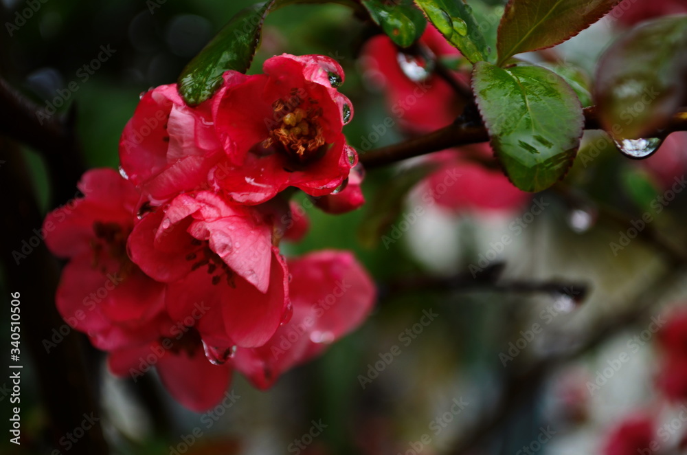 Flowers of henomeles with water drops in spring in the garden. Close-up Flowers of henomeles with water drops in spring in the garden. Close-up