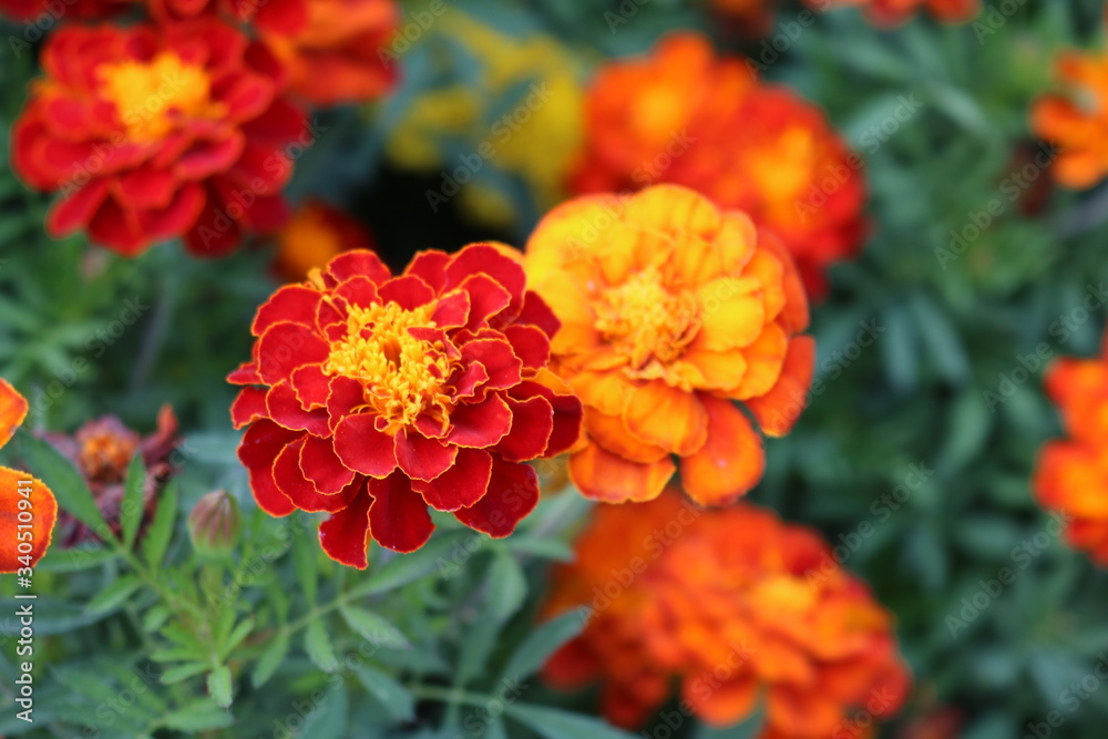 orange flowers in the garden