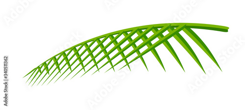 coconut leaf simple isolated on white background, illustration of coconut leaves, palm stalk lush, leaf coconut green fresh