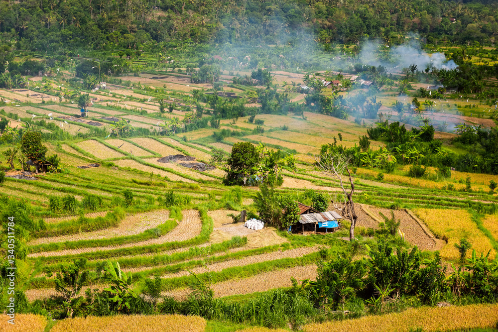 rice fields, terrace, Bali, Indonesia
