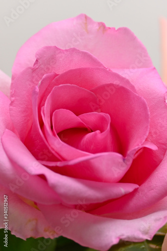 pink rose flower with beautiful heart shape petal, image used for romantic wedding of love background