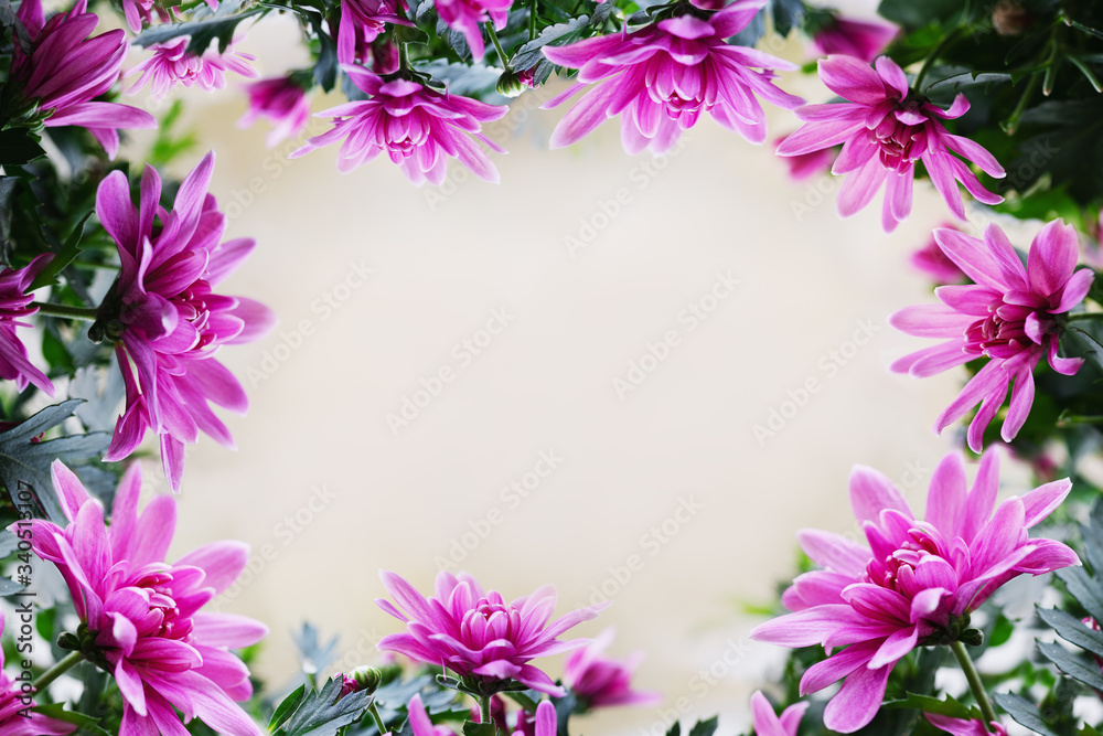 Chrysanthemum flower border for design with a delicate background.