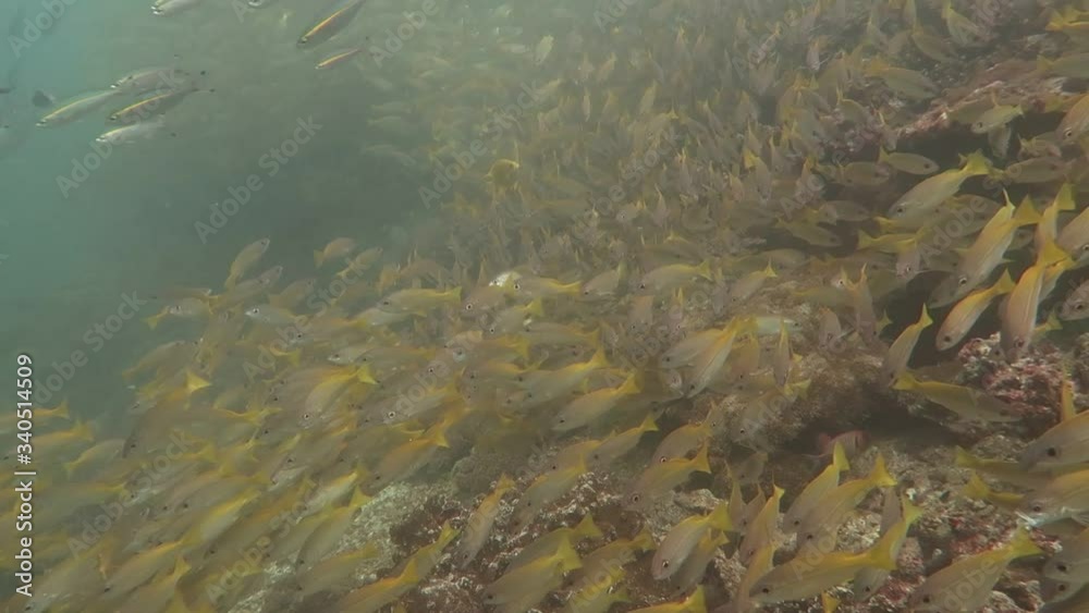 fish in the water, yellow snapper, big school of fish fish in the water, yellow snapper, big school of fish