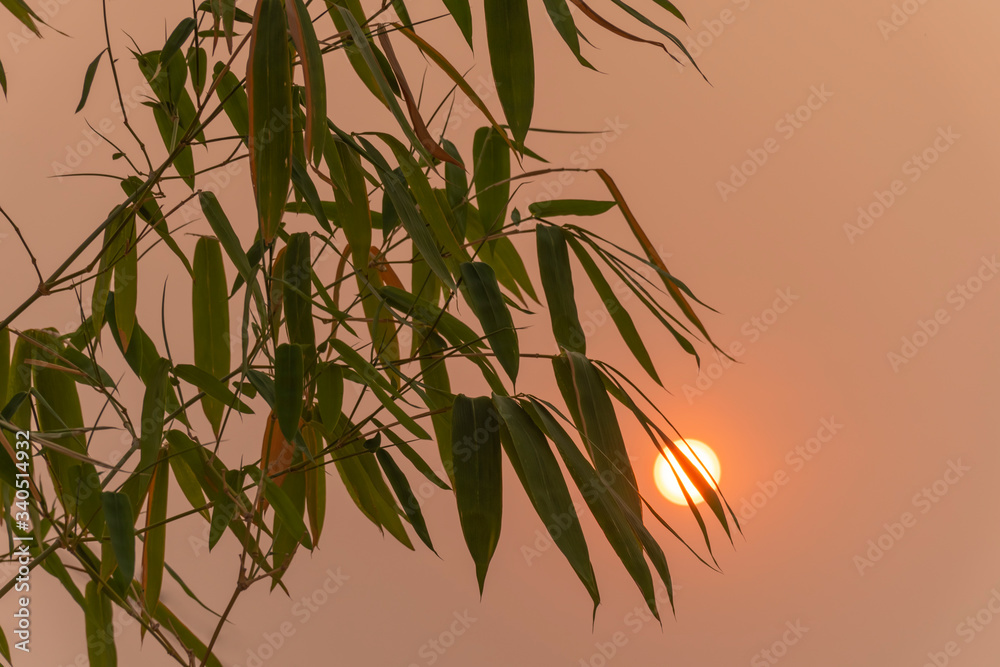 Obraz premium Bamboo trees and the evening sunset