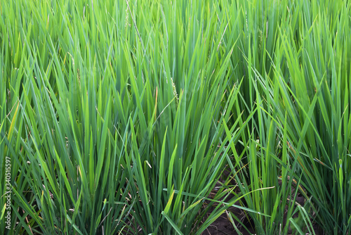 Green rice fields in rural areas of Bali. New fresh plants. Agricultural life. Traditional farming