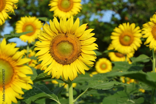 bee in sunflower garden