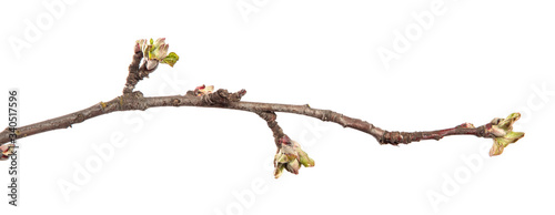 Apple tree branch on an isolated white background. Fruit tree sprout with leaves isolate.