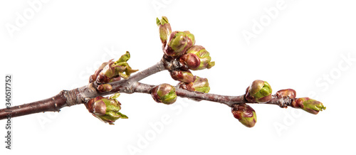 Cherry tree branch on an isolated white background. Fruit tree sprout with leaves isolate.