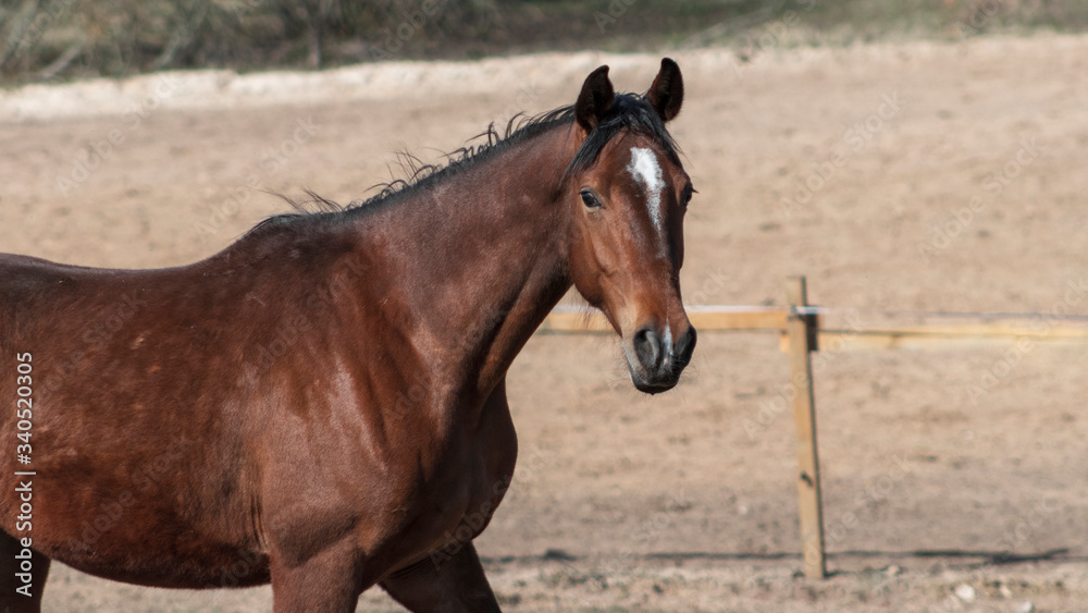 Bay horse walking nearby wooden fence. Animal portrait.