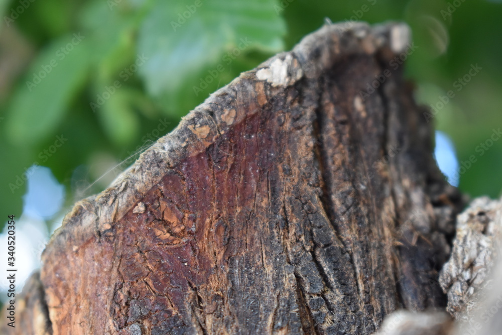 Close up of tree stump