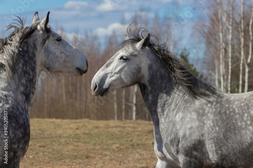 Fototapeta Naklejka Na Ścianę i Meble -  Acquaintance of two grey horses in the pasture on sunny spring day. 