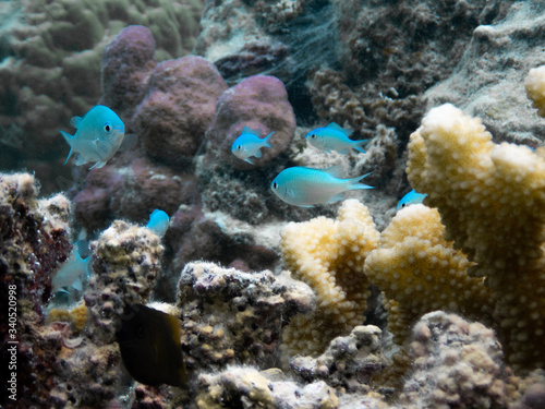 Petits poissons color  s avec des coraux 