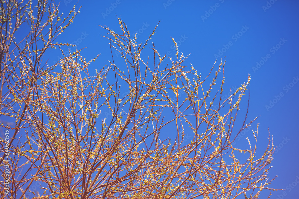 Branches with young green leaves against clear blue sky. Spring nature background Branches with young green leaves against clear blue sky. Spring nature background