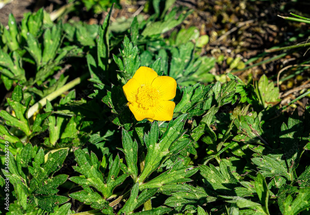 Butterblume