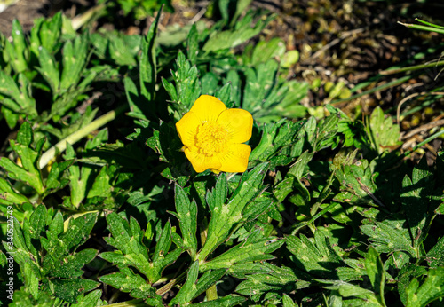 Butterblume