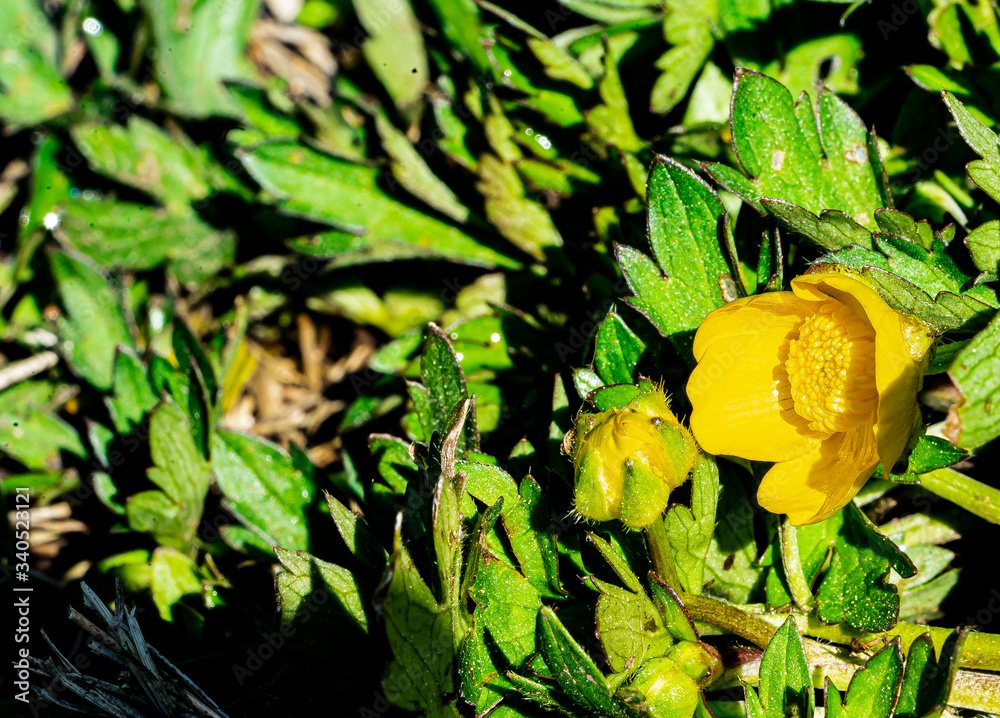 Butterblume Knospe und Blüte