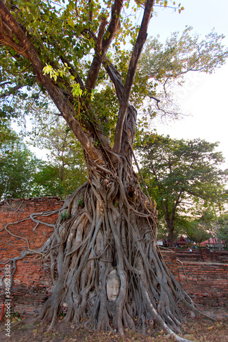 Buddha head surrounded by tree roots Thailand 