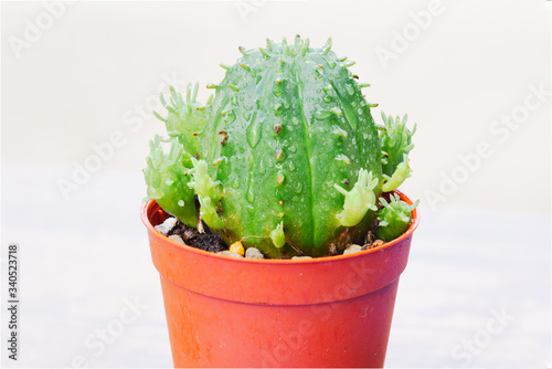 Close-up view of Euphoria cactus