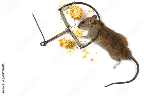 Rat dead because Trapped. photograph on White background isolated and have copy space