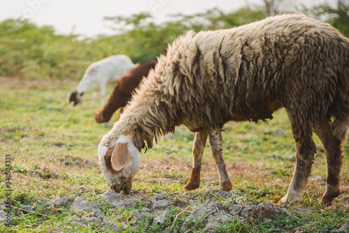 Goat eating grass in green meadow