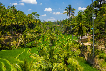 Handdoek met foto Rijstvelden Luchtfoto rijstterrassen Bali Indonesië  © whitcomberd