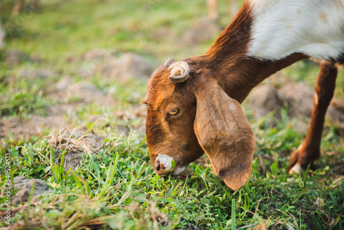 Goat eating grass in green meadow
