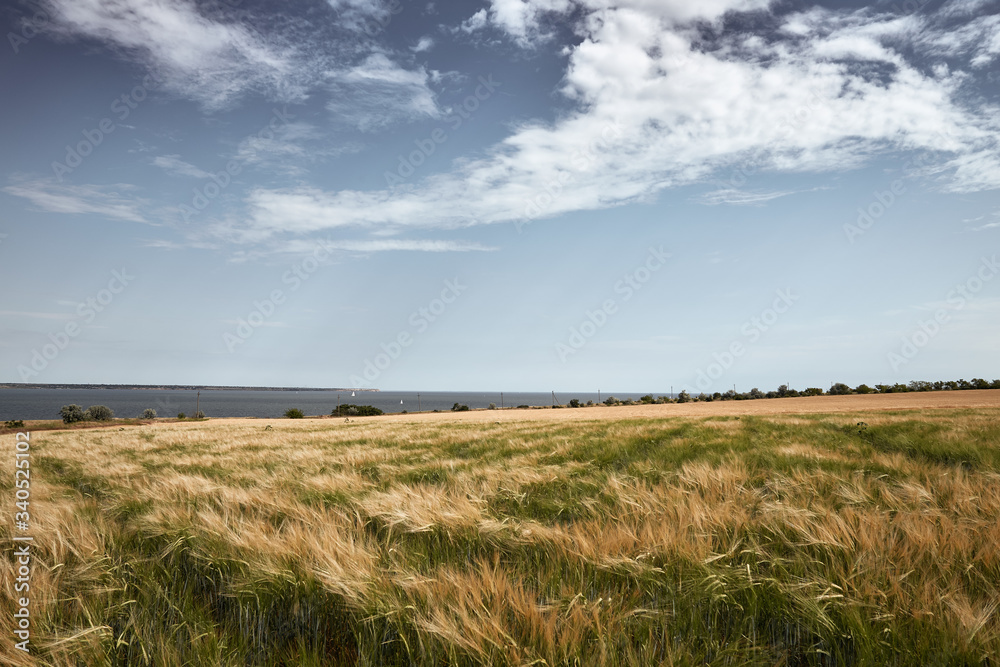 clouds over the cereal field during early summer, and the seashore at the background