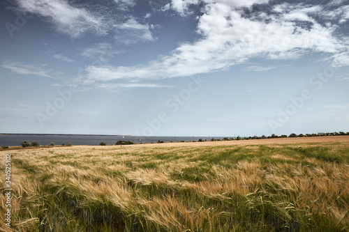 clouds over the cereal field during early summer  and the seashore at the background