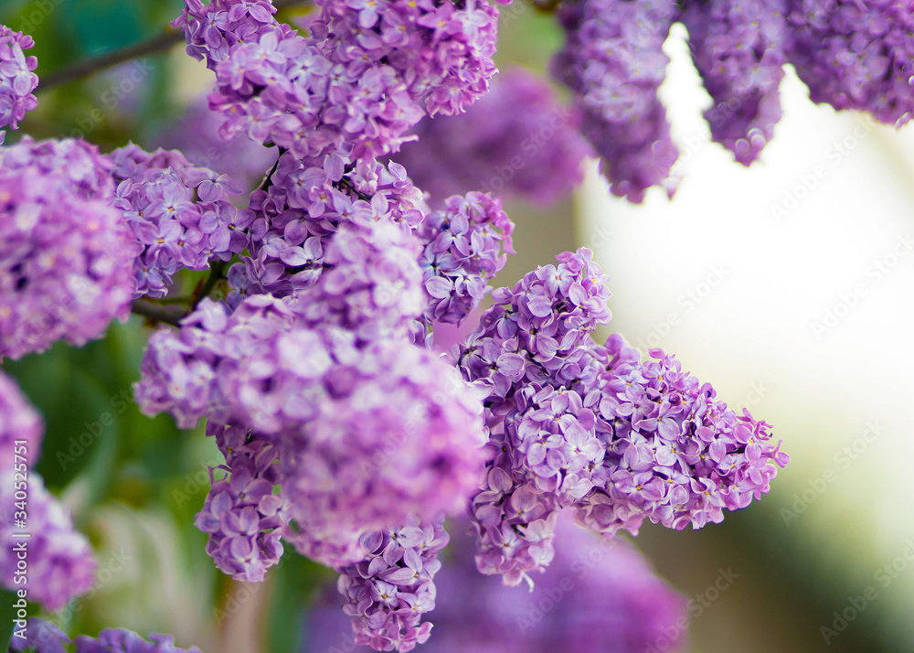 lilac blooming in a beautiful light
