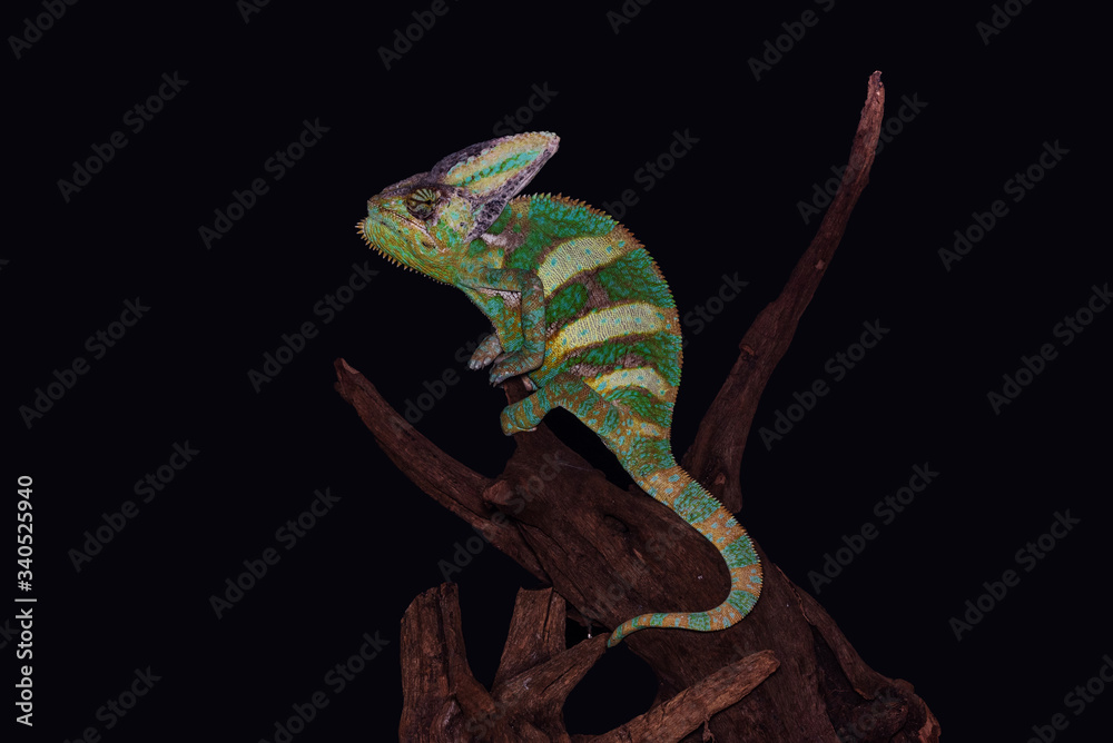Fototapeta premium Chameleon Furcifer pardalis Ambolobe 2 years old, Madagascar endemic Panther chameleon in angry state, pure Ambilobe