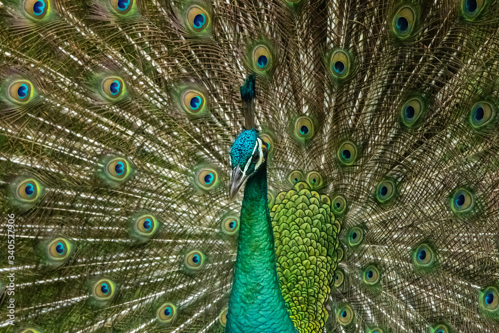 Fototapeta premium Peacock close up with open feather behind its head
