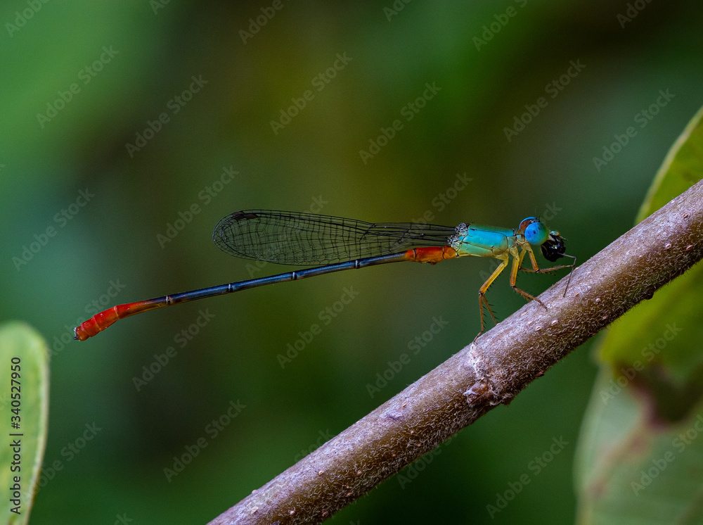 Red and blue damsel fly resting on a wood stick Red and blue damsel fly resting on a wood stick