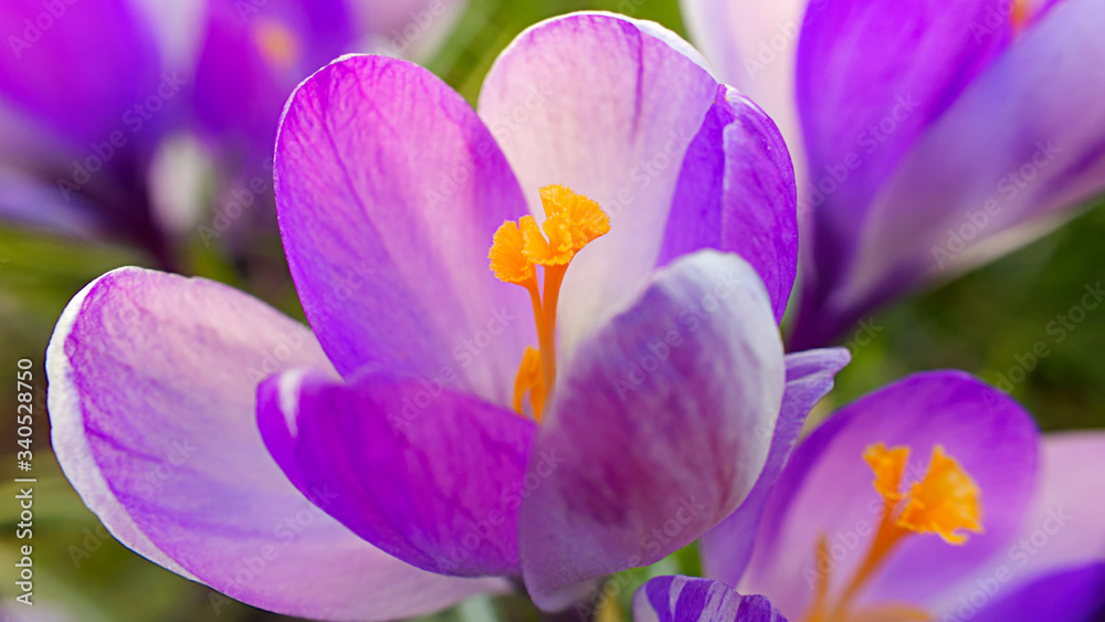 closeup on crocuses Vanguard in springtime closeup on crocuses Vanguard in springtime