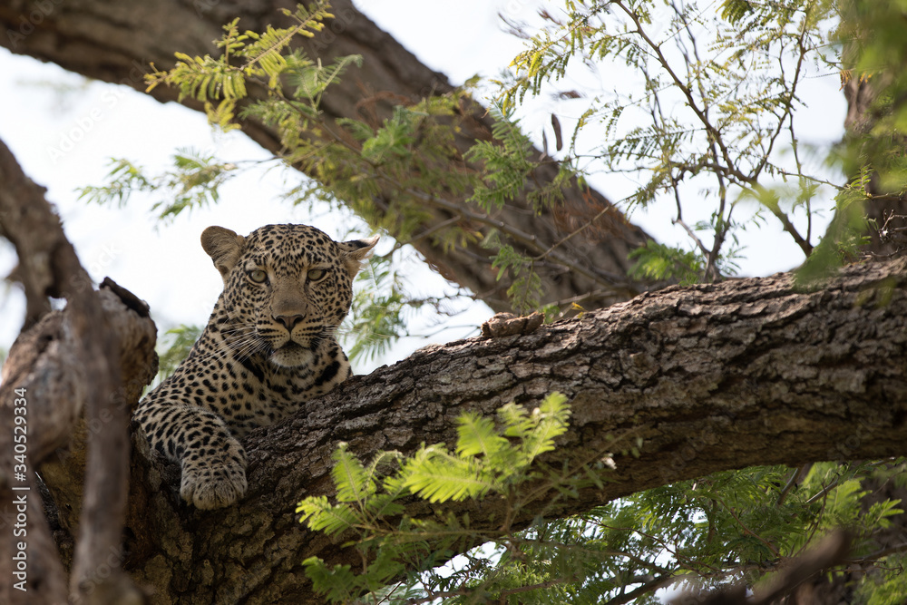 A leopard (Panthera pardus) resting in the late afternoon - South Africa	

