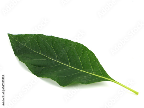 Fresh green leaves of Bitterleaf tree  isolated on  white background.Nanchao Wei is an herb tree that is native to China.Gymnanthemum extensum.