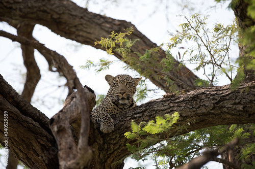 A leopard (Panthera pardus) resting in the late afternoon - South Africa	
