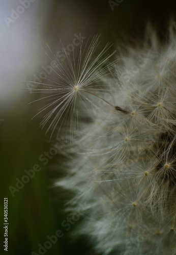 Dandelion seed comes off the flower head in a country meadow 