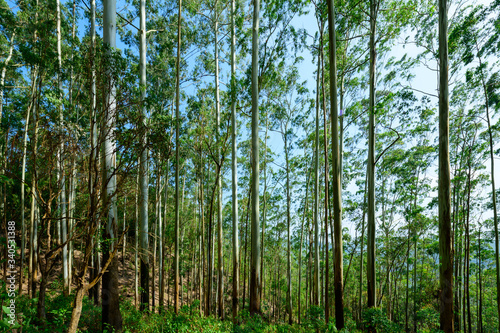 Eucalyptus forest or Gum trees forest in Munnar, Kerala, India
