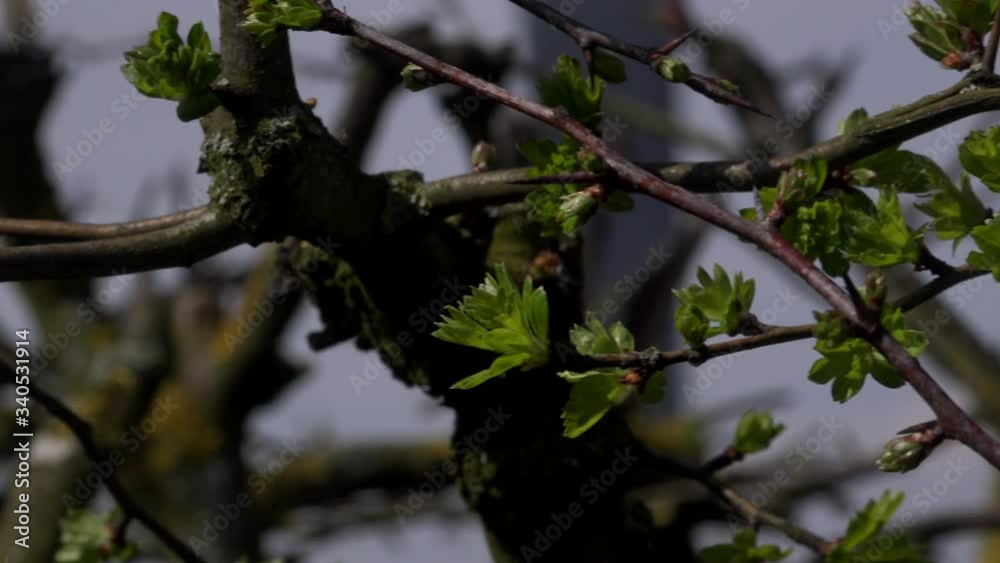 Macro view of hawthorn bush with leaves background UK 4K Macro view of hawthorn bush with leaves background UK 4K