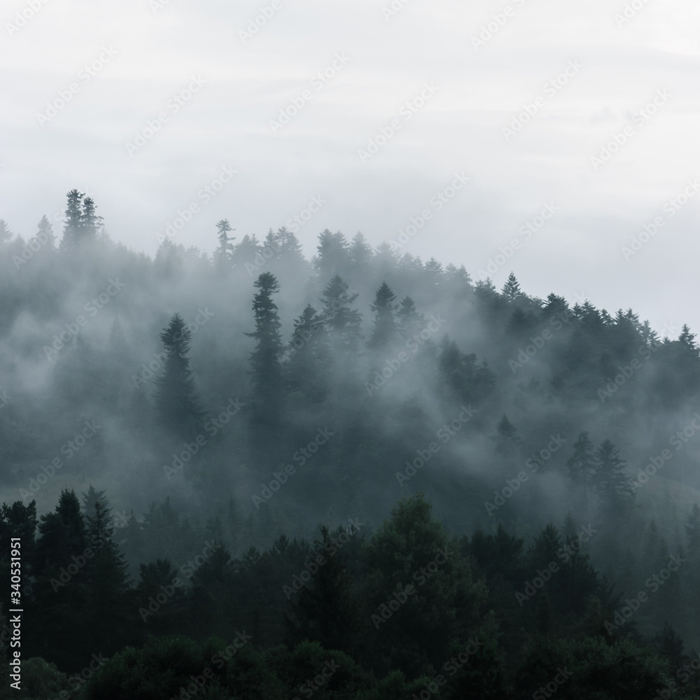 Fototapeta Tajemniczy, ciemny las we mgle