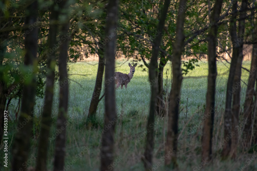 Obraz premium Reh im Wald