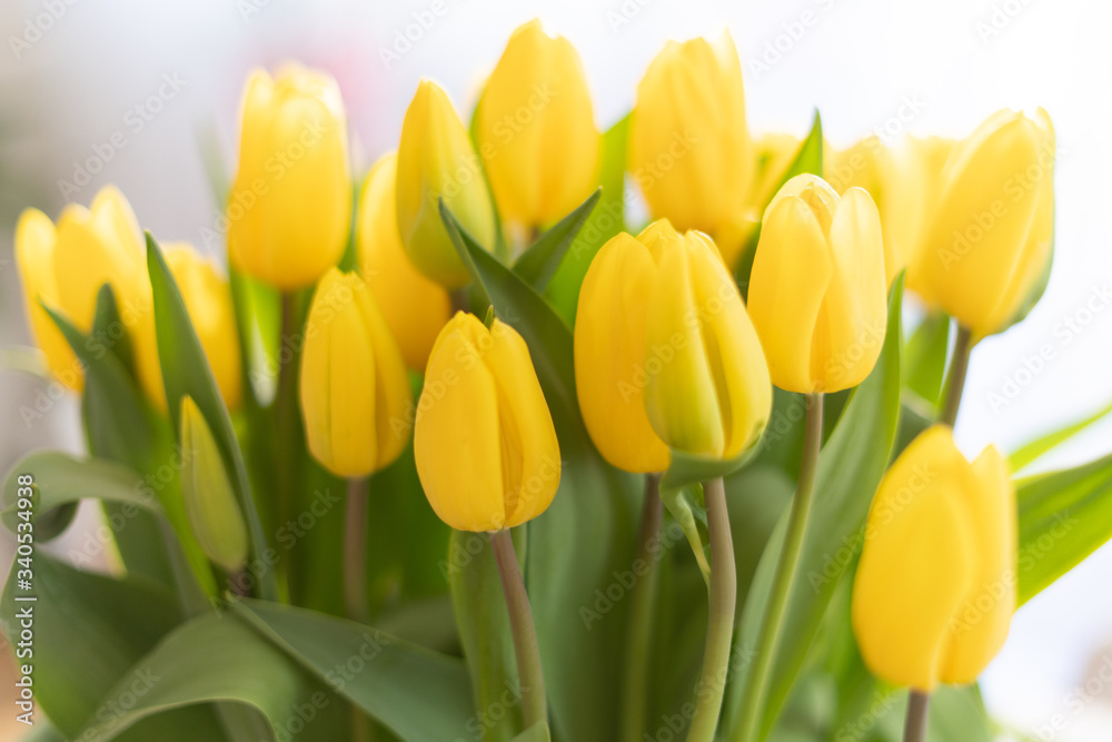 Beautiful yellow tulips Beautiful yellow tulips