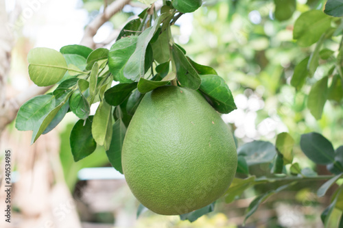 A big green pomelo hangs with the branch.