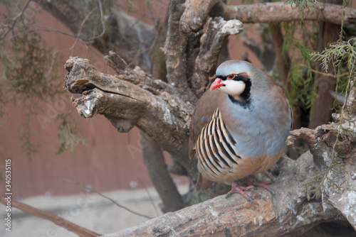 Keklik, a bird sitting on the branches, close-up. Square format. photo