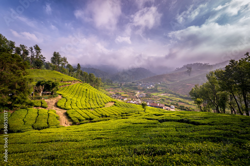 Beautiful view of Tea plantations in Munnar  Kerala  India.