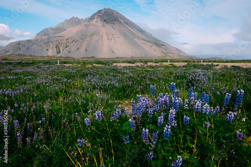 meadow green field with purple lupins on the background of an extinct volcano in Iceland