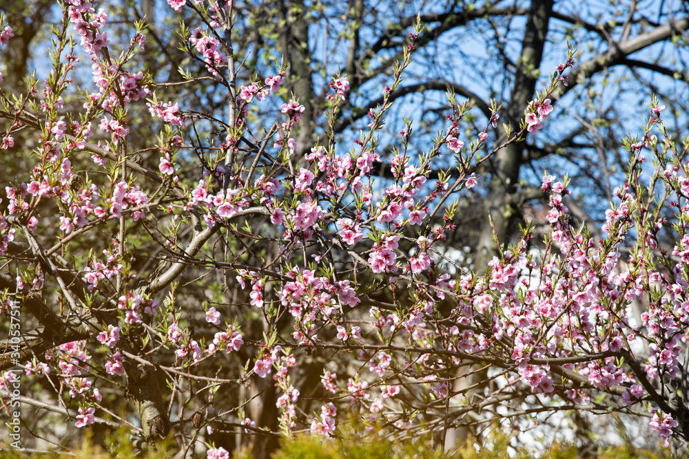 Peach tree blossoms growing in the garden Peach tree blossoms growing in the garden