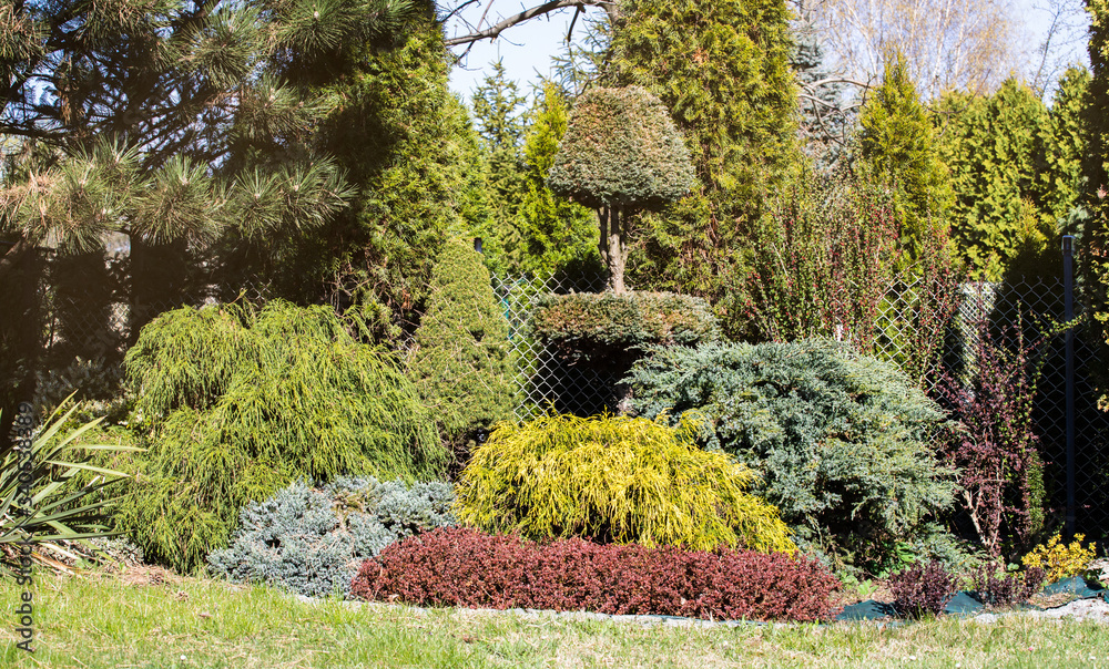 Formation of beautiful conifers cut into various shapes in the garden