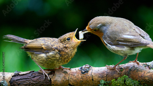 Foto Robin Red Breast, feeding fledgling Robin